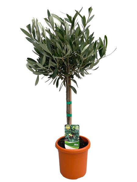 Olivenbaum Olea Europaea – Zimmerpflanze – Ø15cm – Höhe ca. 60cm – Mediterrane, pflegeleichte Grünpflanze – Für Wohn- und Büroräume 