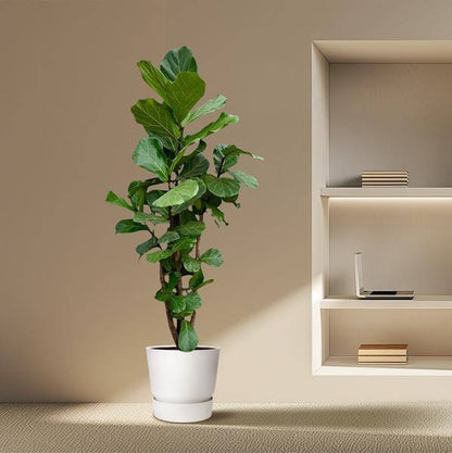 Geigen-Feige – Ficus Lyrata – Zimmerpflanze 220cm – Ø40cm – XXL-Designpflanze mit großen geigenförmigen Blättern – Exklusive Kübelpflanze für Wohnzimmer, Büro & Wintergarten – Pflegeleicht 