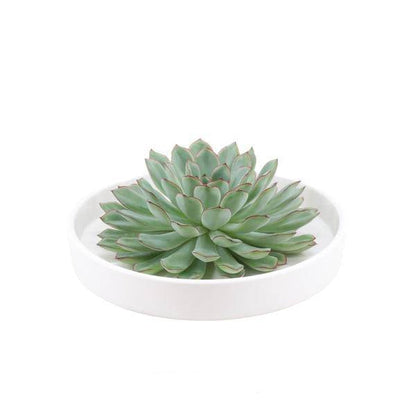Sukkulente - Echeveria Pulidonis in Schale 'Weiß' - Zimmerpflanze - Ø20cm - ↕5cm 