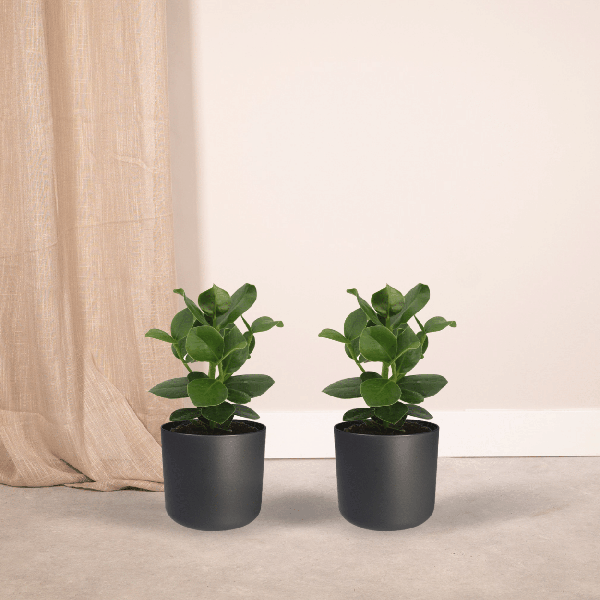 Signaturbaum - Clusia Princess - Zimmerpflanze - Ø12cm - ↕15cm - 2 Stück 