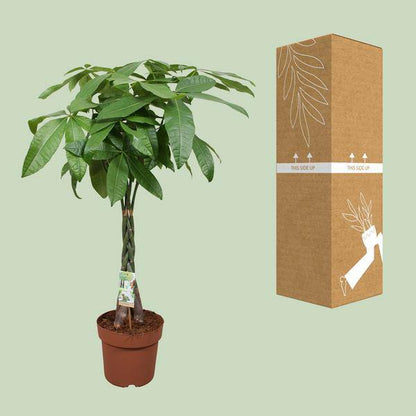 Glückskastanie – Pachira Aquatica – Ø24cm – 120cm hoch – Zimmerpflanze mit geflochtenem Stamm – Tropischer Geldbaum für Wohnzimmer, Büro & Wintergarten 
