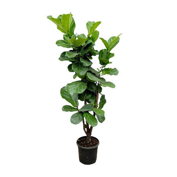 Feigenbaum – Ficus Lyrata – ca. 170cm hoch – Ø32cm – Geigenfeige als imposante Zimmerpflanze – XXL Grünpflanze mit großen Blättern – Dekorative Pflanze für Wohnzimmer & Büro 