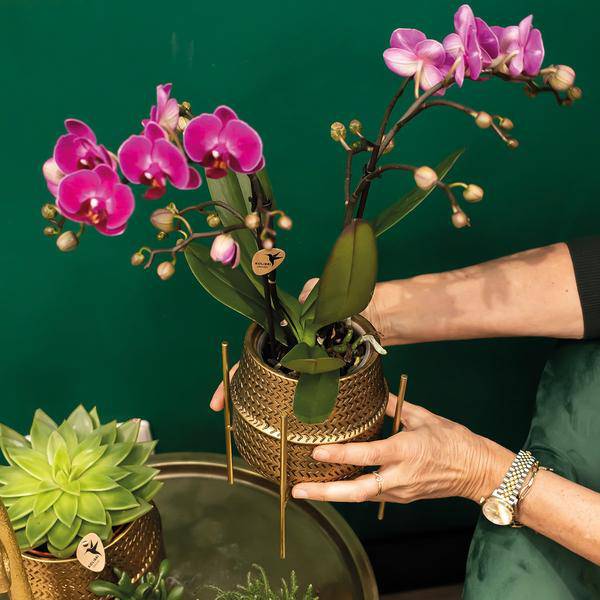 Phalaenopsis Orchidee – Flieder – Morelia – Mit goldfarbenem Groove Ziertopf – Ø9cm – 35cm hoch – Blühende Zimmerpflanze – Deko-Set für Wohnzimmer & Geschenkidee 