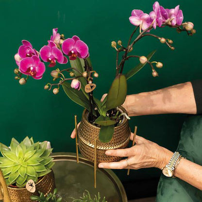 Phalaenopsis Orchidee – Flieder – Morelia – Mit goldfarbenem Groove Ziertopf – Ø9cm – 35cm hoch – Blühende Zimmerpflanze – Deko-Set für Wohnzimmer & Geschenkidee 