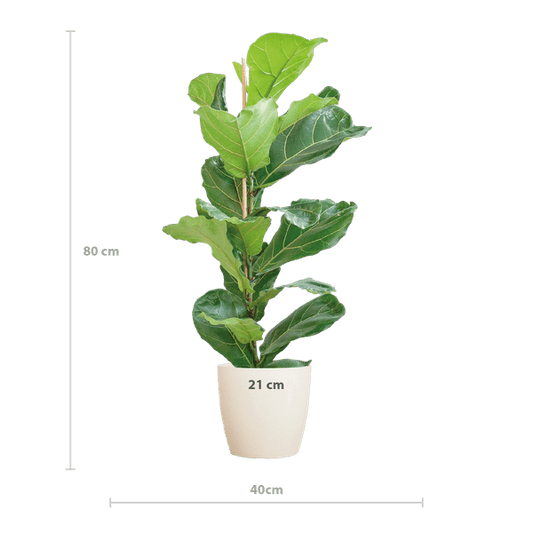 Ficus Lyrata – Geigen-Feige – Zimmerpflanze ↕80cm – Ø21cm – große Blätter – inklusive nachhaltigem Viber Topf Weiß – dekorative Grünpflanze für Zuhause und Büro 