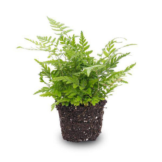 Farn - Athyrium spicatum - Terrarienpflanze - Topfgröße 6 