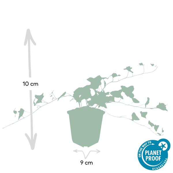 Hedera helix 'Glacier' – Weißgrüner Efeu – Ø9cm – ↕10-25cm – 6 Pflanzen – Bodendecker & pflegeleicht – schnellwachsend 