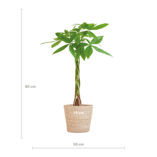 Pachira Aquatica 80cm – Glückskastanie Zimmerpflanze Ø21cm im naturfarbenen Seegras-Korb Sofia – Geldbaum mit geflochtenem Stamm 