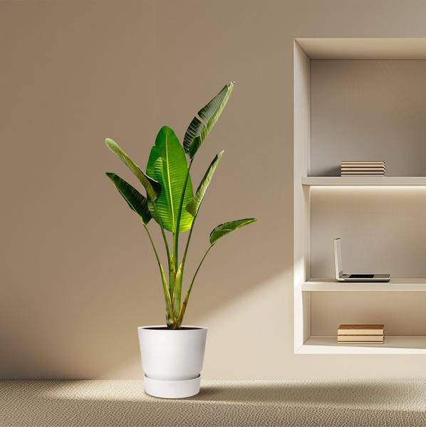 Baum-Strelitzie – Strelitzia Augusta – Weißer Paradiesvogel – Zimmerpflanze – 180cm – Ø30cm – Tropische Grünpflanze für Wohnzimmer und Büro 