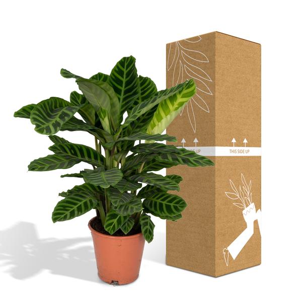 Calathea Zebrina – Pfauenpflanze – Zimmerpflanze – Ø19cm x ↕80cm – Tropische Blattpflanze mit Zebramuster – Luftreinigend & pflegeleicht – Für helle Innenräume 