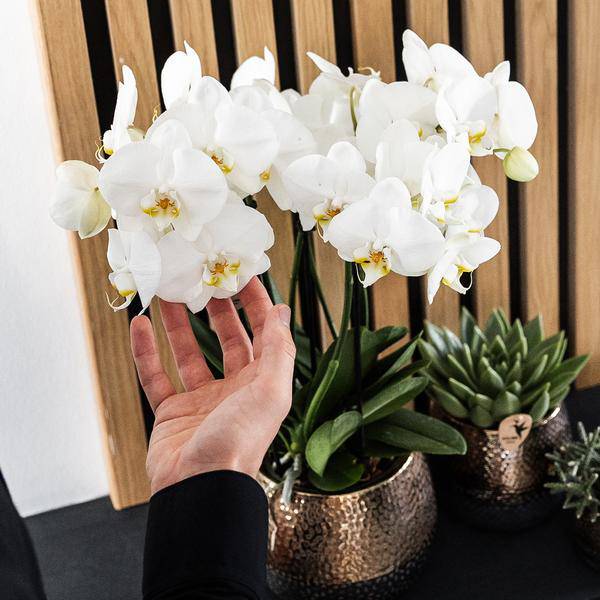 Elite Topf Kupfer - Ø12cm 