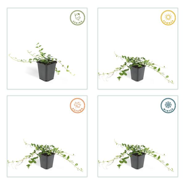 Immergrün – Vinca minor 'Alba' – ↕10-25cm – Ø9cm – 6 Pflanzen – Bodendecker mit weißen Blüten – Pflegeleicht & sonnig/schattig 