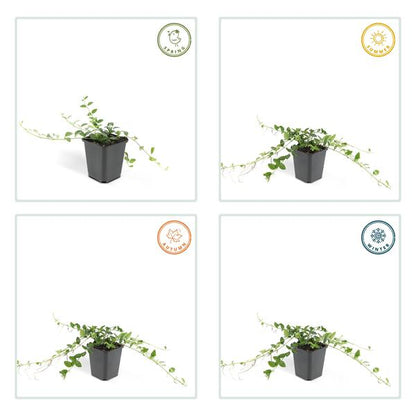 Immergrün – Vinca minor 'Alba' – ↕10-25cm – Ø9cm – 6 Pflanzen – Bodendecker mit weißen Blüten – Pflegeleicht & sonnig/schattig 