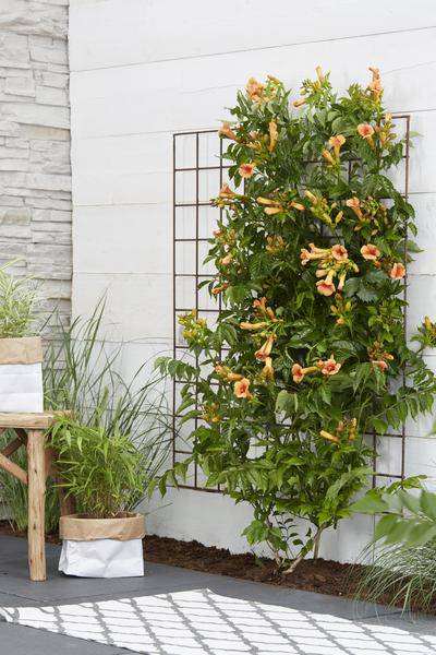 Trompetenblume Orange - Campsis Indian Summer - Ø15cm - ↕65cm 