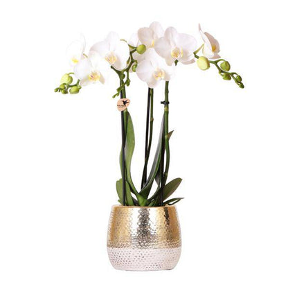 Phalaenopsis Orchidee Weiß - Amabilis + Elite Topf Gold - Topfgröße Ø9cm - 40cm hoch - blühende Zimmerpflanze 