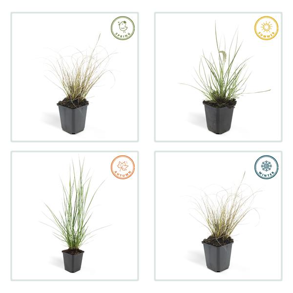 Lampenputzergras Pennisetum alopecuroides 'Hameln' – ↕10-25cm – Ø9cm – 6 Pflanzen – Cremige Blüten von August–Herbst – Pflegeleichtes Ziergras für Garten & Pflanzgefäße 