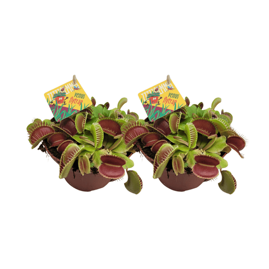 Dionaea Muscipula – Venusfliegenfalle – fleischfressende Pflanze – 2 Zimmerpflanzen – Ø12cm – ↕12cm Höhe 