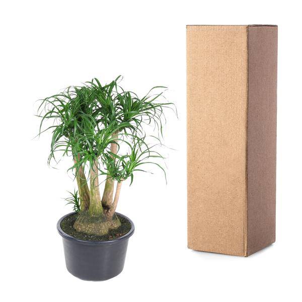 Beaucarnea – Klumpstamm 110cm – Ø41cm – Zimmerpflanze mit exotischem Look – Elefantenfuß mit dickem Stamm & langen Blättern – Pflegeleichte Grünpflanze für Wohnzimmer, Büro & Wintergarten 