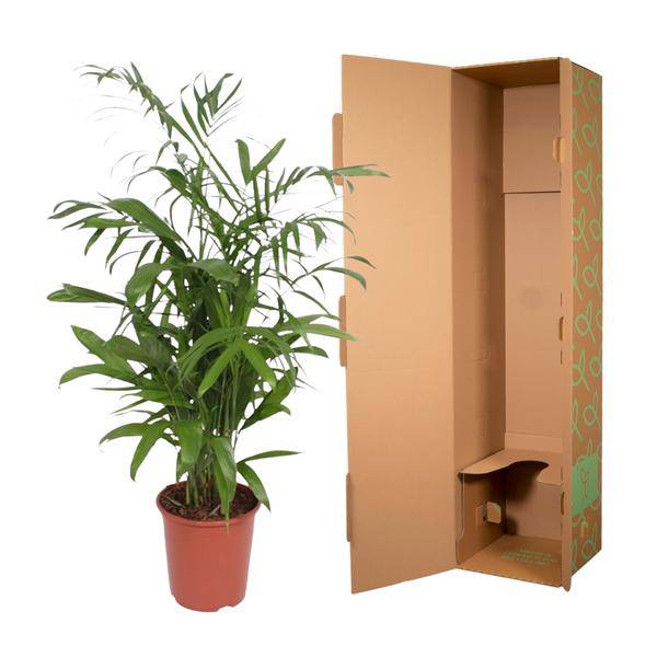 Bambuspalme – Chamaedorea Seifrizii – Zimmerpflanze – 140cm – Ø27cm – pflegeleichte tropische Palme für Wohnzimmer, Büro und Wintergarten 