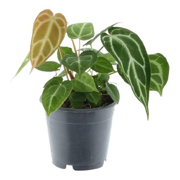 Anthurium Crystallinum – Flamingoblume – Zimmerpflanze ↕35cm – Ø12cm – Exotische Grünpflanze mit herzförmigen Blättern & weißen Blattadern – Dekopflanze für Wohnzimmer & Büro 