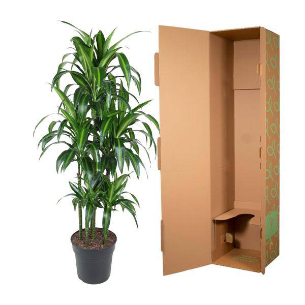 Drachenbaum – Dracaena Hawaiiana Karussell 150cm – Ø31cm – Zimmerpflanze mit langen glänzenden Blättern – Elegante pflegeleichte Grünpflanze für Wohnzimmer, Büro & Wintergarten 