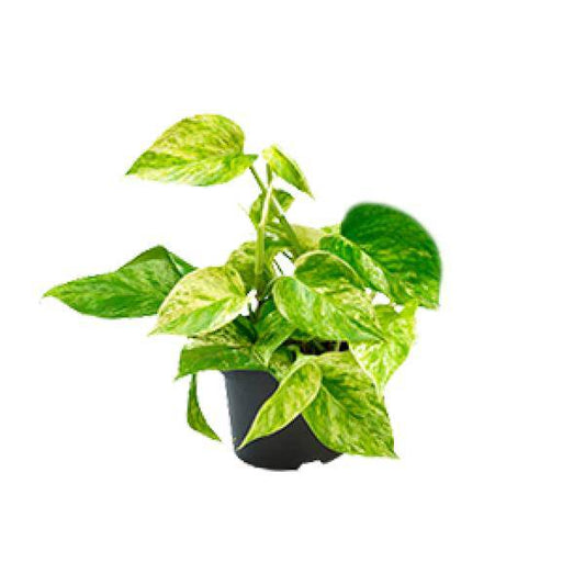 Efeutute Marble Queen – Epipremnum Scindapsus – Ø12cm x H20cm – Pflegeleichte Kletter- & Hängepflanze – Luftreinigend – Für helle bis halbschattige Räume – Im Pflanztopf 