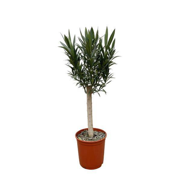 Rosenlorbeer – Nerium Oleander auf Stiel 110cm – Ø22cm – Immergrüne Kübelpflanze mit roten Blüten – Mediterrane Zierpflanze für Garten, Terrasse & Balkon – Duftend & pflegeleicht 