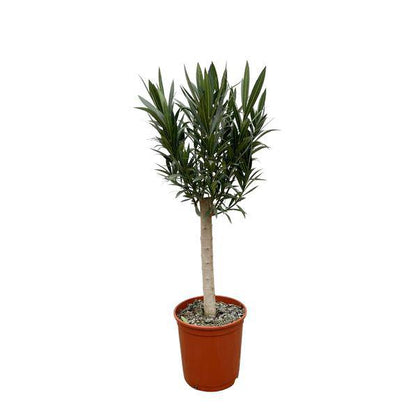 Rosenlorbeer – Nerium Oleander auf Stiel 110cm – Ø22cm – Immergrüne Kübelpflanze mit roten Blüten – Mediterrane Zierpflanze für Garten, Terrasse & Balkon – Duftend & pflegeleicht 