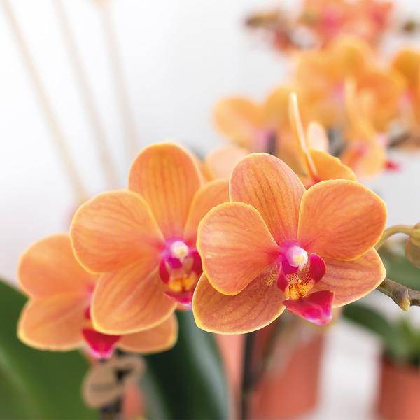 Phalaenopsis Orchidee „Mineral Bolzano“ – Orange – Ø9cm – Blühende Zimmerpflanze mit 2–3 Zweigen – Leuchtender Farbakzent 