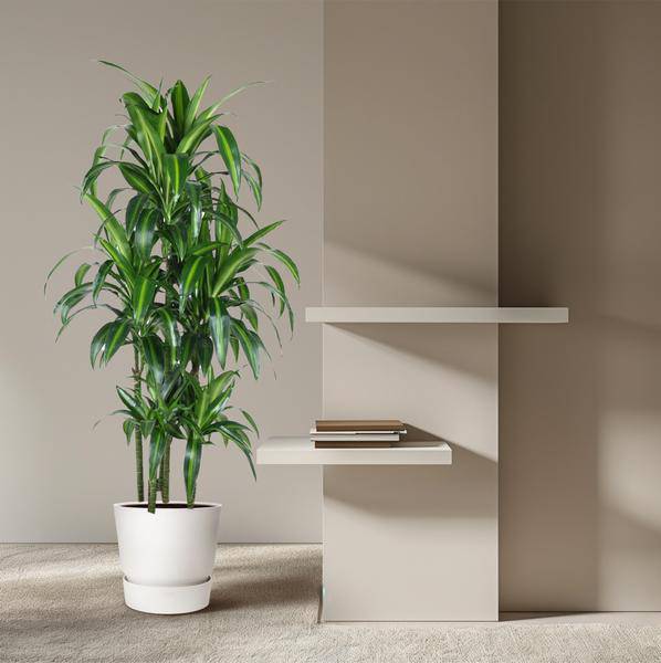 Drachenbaum – Dracaena Hawaiiana Karussell 150cm – Ø31cm – Zimmerpflanze mit langen glänzenden Blättern – Elegante pflegeleichte Grünpflanze für Wohnzimmer, Büro & Wintergarten 