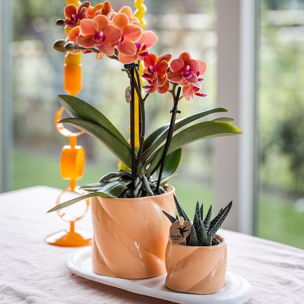 Candy Blumentopf Pfirsich Ø9cm – Dekorativer Keramiktopf in moderner runder Form – Pflanzentopf für Orchideen, Sukkulenten & Grünpflanzen – Stilvolle Blumendeko für Wohnzimmer, Küche & Büro 