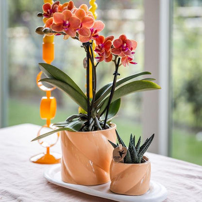 Candy Blumentopf Pfirsich Ø9cm – Dekorativer Keramiktopf in moderner runder Form – Pflanzentopf für Orchideen, Sukkulenten & Grünpflanzen – Stilvolle Blumendeko für Wohnzimmer, Küche & Büro 
