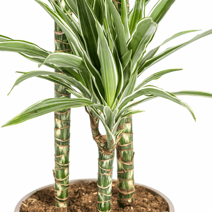 Dracaena Deremensis White Stripe – Drachenbaum – Ø24cm – ↕130-150cm – Elegante Zimmerpflanze mit weißen Blattstreifen – Pflegeleicht & luftreinigend 