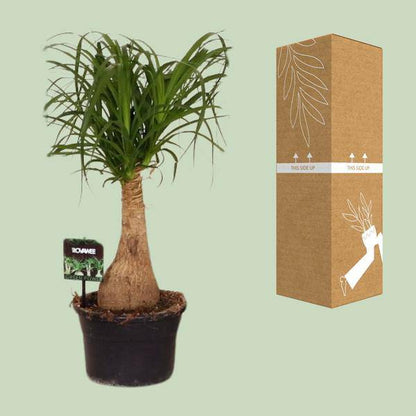 Elefantenfuß - Beaucarnea Nolina - Zimmerpflanze - Ø19cm - ↕60cm 