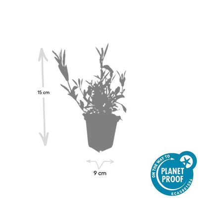 Verbena bonariensis – 6 Pflanzen – Patagonisches Eisenkraut – Lila Blüten – Schmetterlings- & Bienenfreundlich – Pflegeleicht & Winterhart 