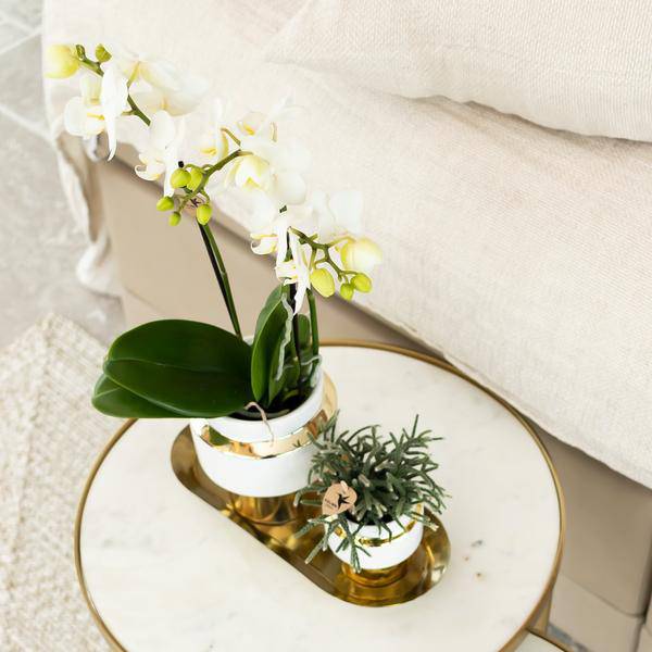 Weiße Phalaenopsis Orchidee Amabilis – 2–3 Zweige – Ø9cm Le Chic Deko-Topf – Gold mit weißen Details – Blühende Zimmerpflanze – 40cm hoch 