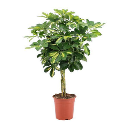 Strahlenaralie - Schefflera Arboricola Gold Capella - Zimmerpflanze - Ø19cm - ↕75cm 