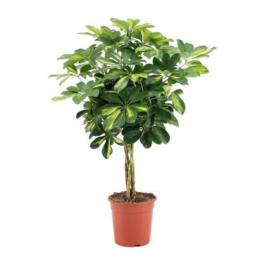 Strahlenaralie - Schefflera Arboricola Gold Capella - Zimmerpflanze - Ø19cm - ↕75cm 