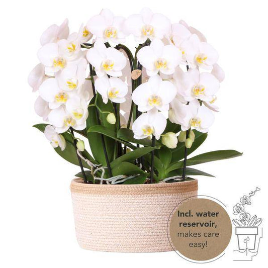 Orchideen-Set Weiß im Baumwollkorb – 3x Kolibri Orchidee Niagara Falls – Ø12cm – Mit Wassertank & Dochtsystem – Selbstversorgende Zimmerpflanzen – Mono Bouquet in Weiß 