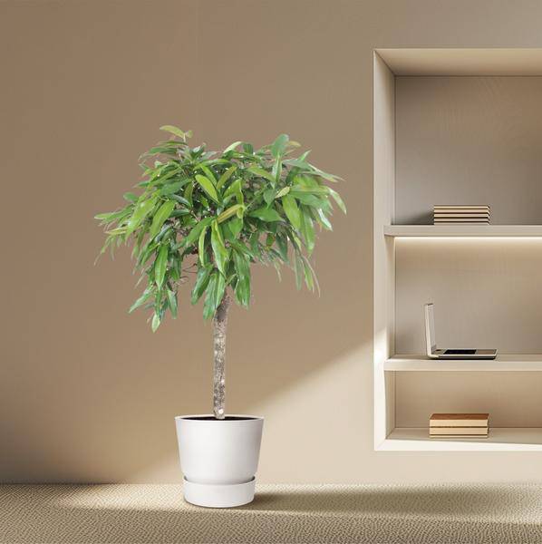 Schmalblättriger Gummibaum – Ficus binnendijkii Amstel King – 140cm – Ø30cm – Zimmerpflanze mit geflochtenem Stamm – Elegante Grünpflanze für Wohnzimmer & Büro 