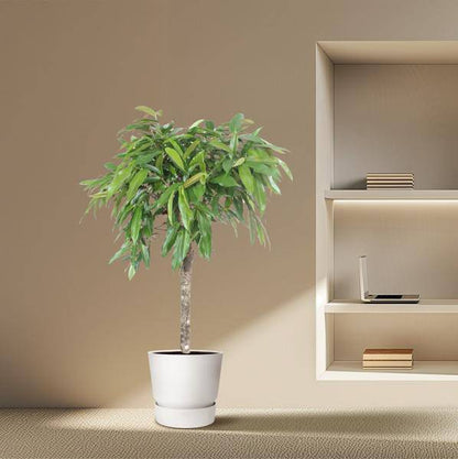 Schmalblättriger Gummibaum – Ficus binnendijkii Amstel King – 140cm – Ø30cm – Zimmerpflanze mit geflochtenem Stamm – Elegante Grünpflanze für Wohnzimmer & Büro 
