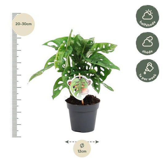 Monstera obliqua Monkey Leaf – Fensterblatt – Kletterpflanze und Zimmerpflanze mit dekorativen Blättern – Ø12cm – ↕25cm 
