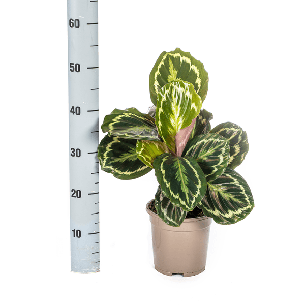 Calathea Medallion – Korbmarante – Ø17cm – ↕40-50cm – Exotische Zimmerpflanze mit dekorativen Blättern – Pflegeleicht & luftreinigend – Für Wohnräume & Büro 