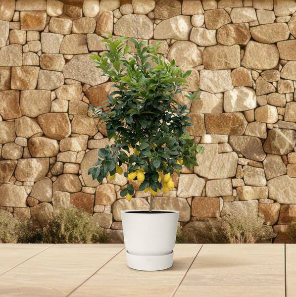 Zitronenbaum – Citrus Calamondin – Zitruspflanze 200cm – Ø40cm – Immergrüne Kübelpflanze mit duftenden Blüten & Früchten – Mediterraner Zitronenbaum für Garten, Terrasse & Wintergarten 
