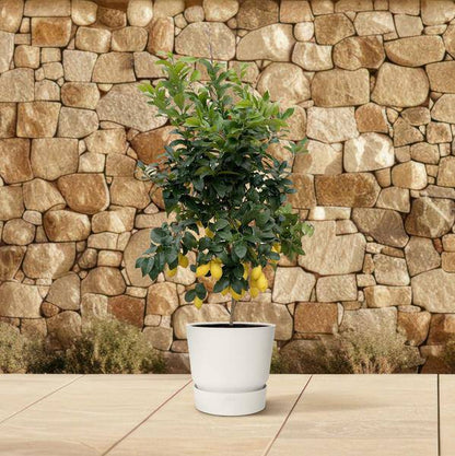 Zitronenbaum – Citrus Calamondin – Zitruspflanze 200cm – Ø40cm – Immergrüne Kübelpflanze mit duftenden Blüten & Früchten – Mediterraner Zitronenbaum für Garten, Terrasse & Wintergarten 
