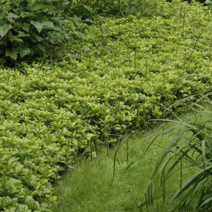 Pachysandra terminalis 'Green Carpet' – 6 Pflanzen – Schattengrün – Immergrüner Bodendecker – Weiße Blüten – Halbschatten – Pflegeleicht – Gartenpflanze 