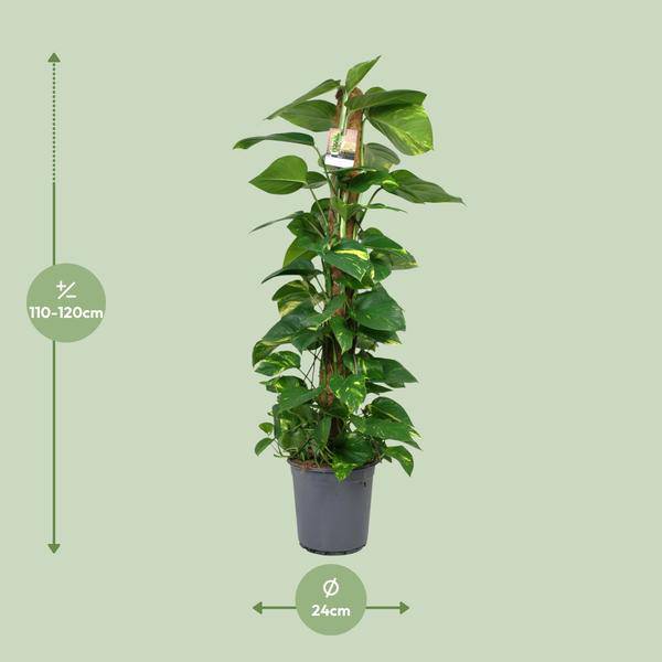Efeutute Scindapsus Epipremnum – Zimmerpflanze – Ø24 cm Topf – Ca. 120 cm hoch – Pflegeleichte Kletterpflanze mit leuchtend grünem Laub – Ideal für Halbschatten – Fabien Pflanzen 