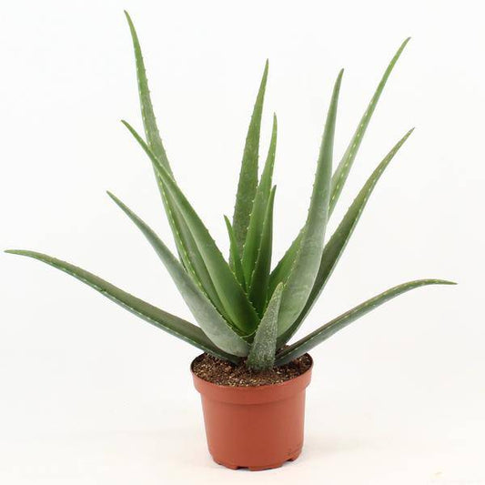 Echte Aloe Vera – Zimmerpflanze – Ø19cm – ca. 70cm hoch – pflegeleichte Heilpflanze mit fleischigen Blättern 