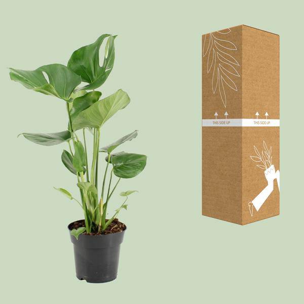 Köstliches Fensterblatt - Monstera Deliciosa - Zimmerpflanze - Ø17cm - ↕60cm 