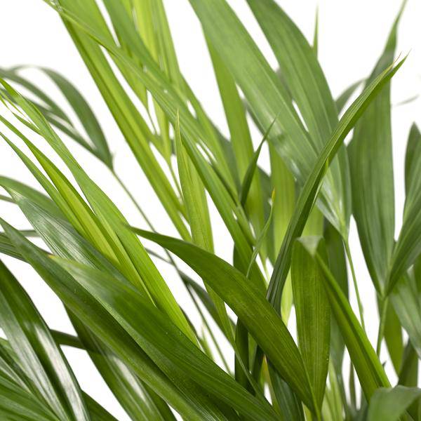Goldfruchtpalme – Dypsis Lutescens – Areca Palme – Zimmerpflanze – Ø17cm ↕60cm – Luftreinigend – Tropisches Flair – Pflegeleicht – Halbschatten 